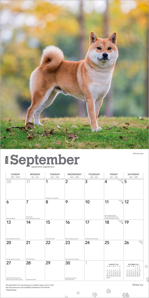 Shiba Inu | 2026 12 x 24 Inch (Hanging) Monthly Square Wall Calendar