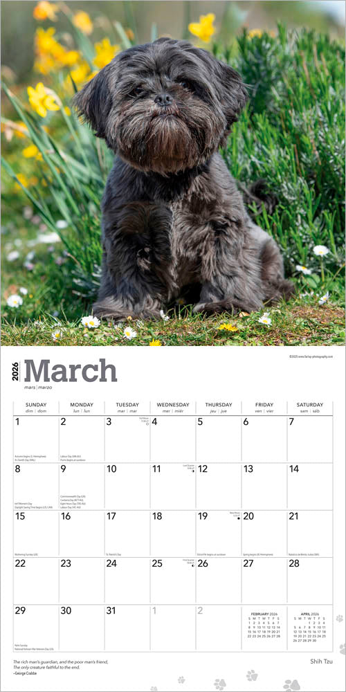 Shih Tzu | 2026 12 x 24 Inch (Hanging) Monthly Square Wall Calendar