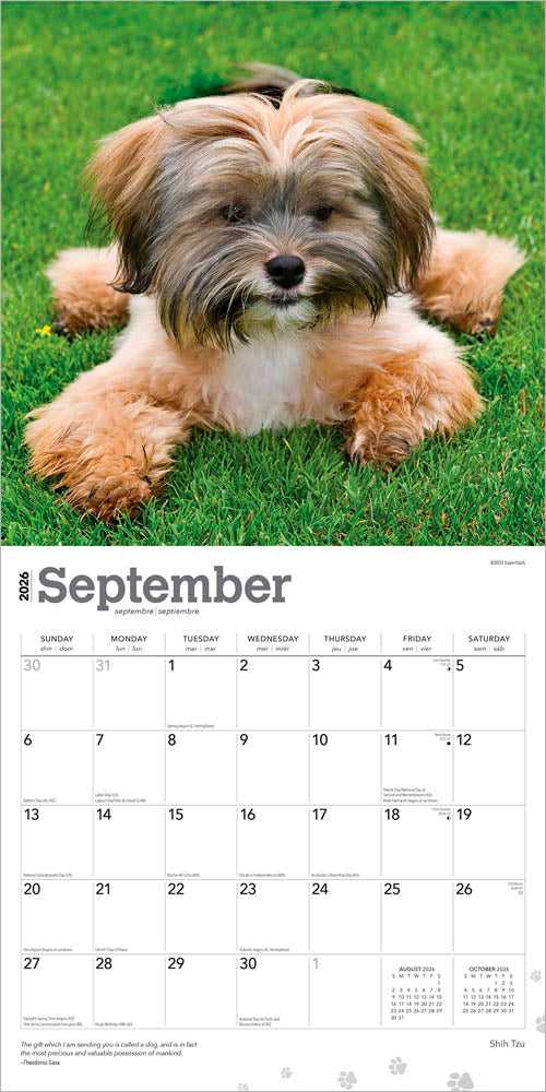 Shih Tzu | 2026 12 x 24 Inch (Hanging) Monthly Square Wall Calendar