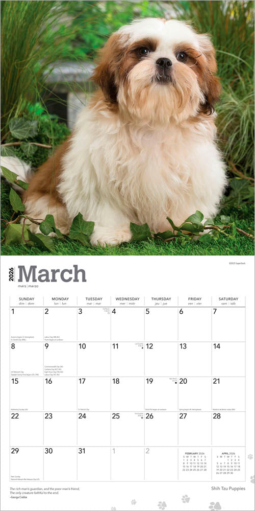 Shih Tzu Puppies | 2026 12 x 24 Inch (Hanging) Monthly Square Wall Calendar