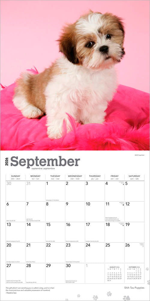 Shih Tzu Puppies | 2026 12 x 24 Inch (Hanging) Monthly Square Wall Calendar