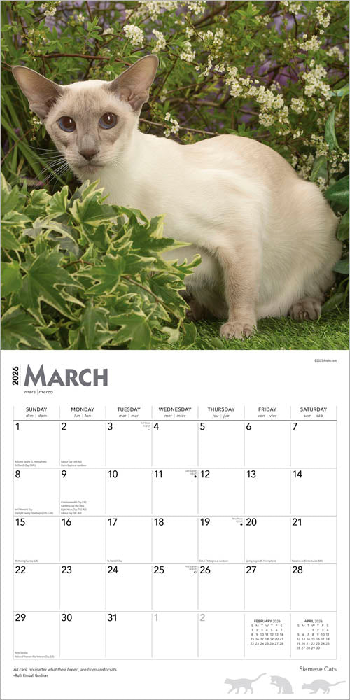 Siamese Cats | 2026 12 x 24 Inch (Hanging) Monthly Square Wall Calendar