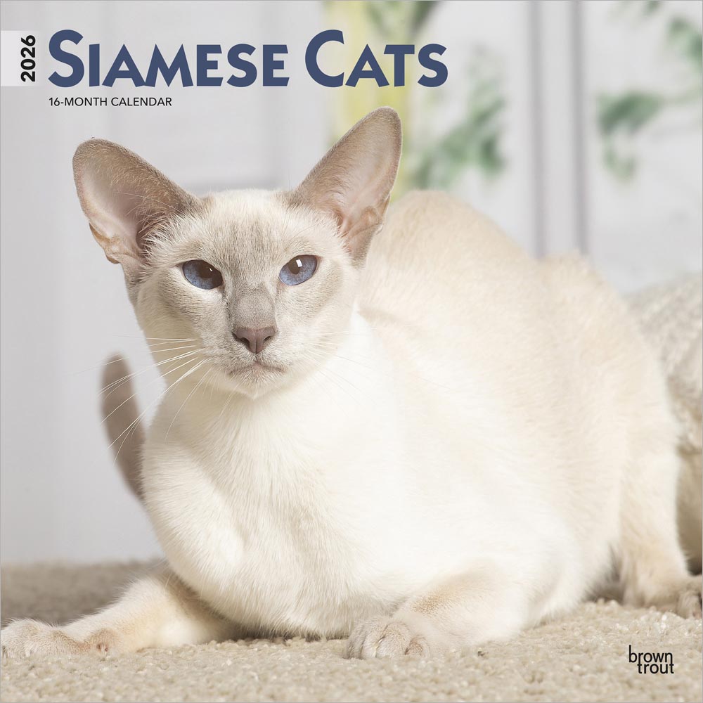 Siamese Cats | 2026 12 x 24 Inch (Hanging) Monthly Square Wall Calendar