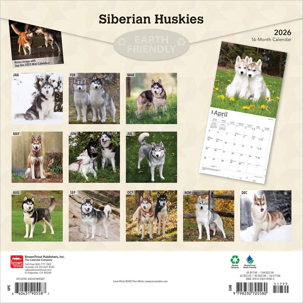 Siberian Huskies | 2026 12 x 24 Inch (Hanging) Monthly Square Wall Calendar