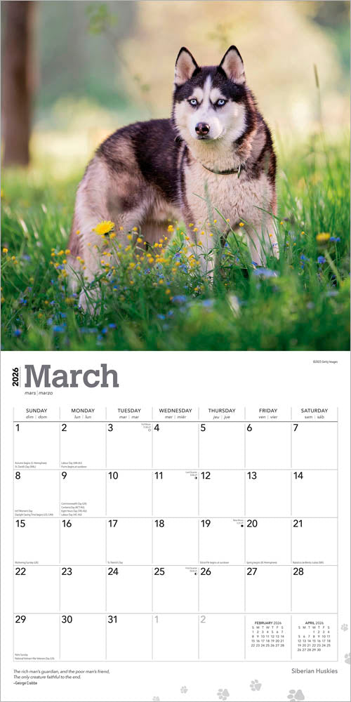 Siberian Huskies | 2026 12 x 24 Inch (Hanging) Monthly Square Wall Calendar