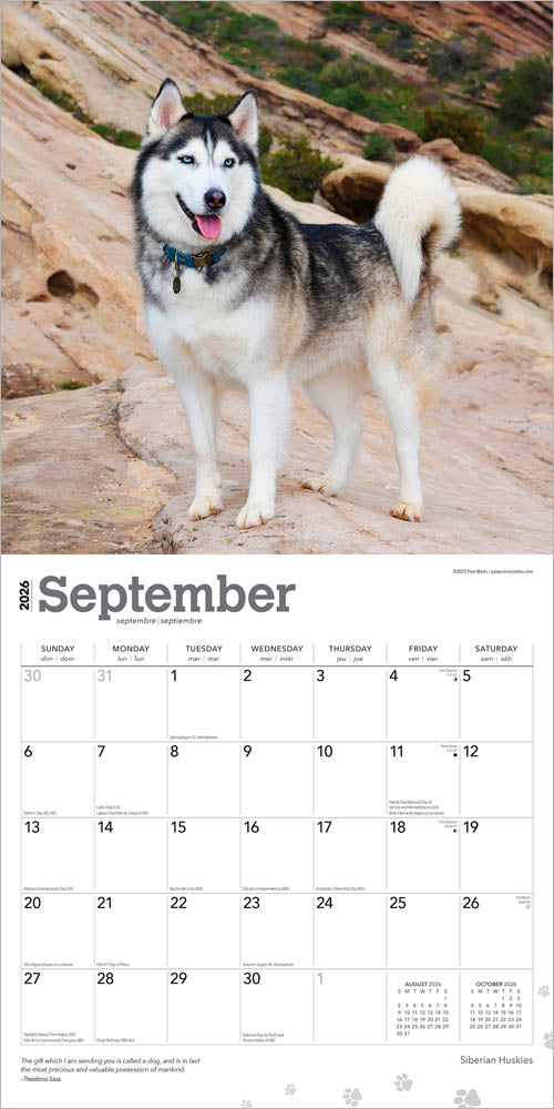 Siberian Huskies | 2026 12 x 24 Inch (Hanging) Monthly Square Wall Calendar