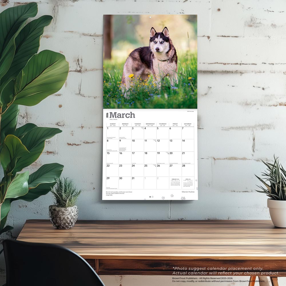 Siberian Huskies | 2026 12 x 24 Inch (Hanging) Monthly Square Wall Calendar