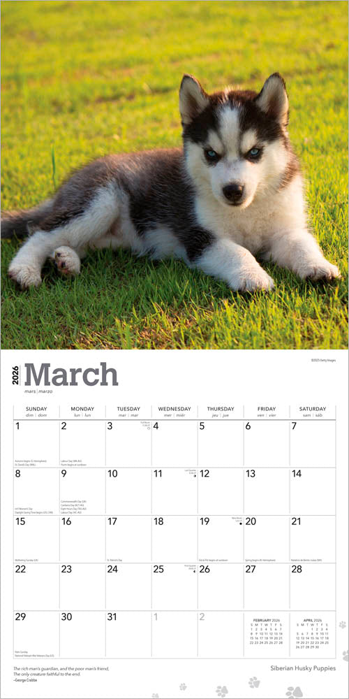 Siberian Husky Puppies | 2026 12 x 24 Inch (Hanging) Monthly Square Wall Calendar