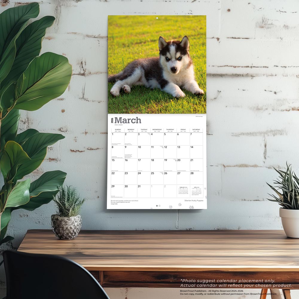 Siberian Husky Puppies | 2026 12 x 24 Inch (Hanging) Monthly Square Wall Calendar