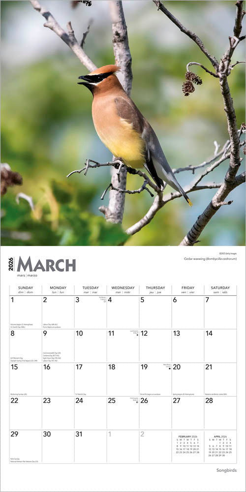 Songbirds | 2026 12 x 24 Inch (Hanging) Monthly Square Wall Calendar | Foil Stamped Cover