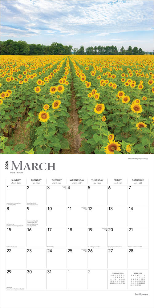 Sunflowers | 2026 12 x 24 Inch (Hanging) Monthly Square Wall Calendar