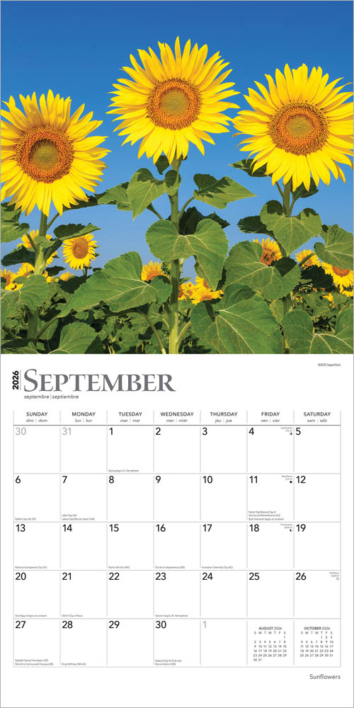 Sunflowers | 2026 12 x 24 Inch (Hanging) Monthly Square Wall Calendar