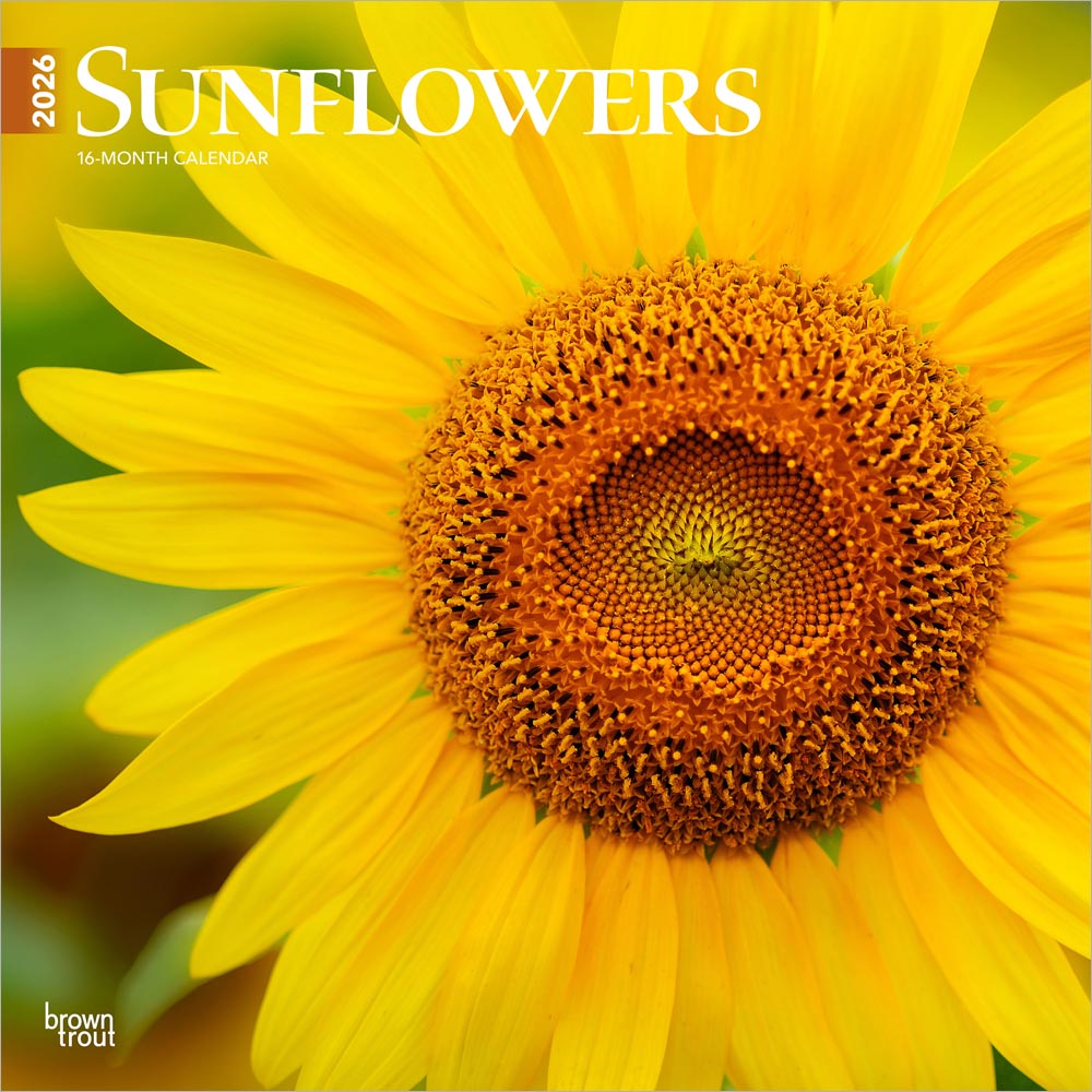 Sunflowers | 2026 12 x 24 Inch (Hanging) Monthly Square Wall Calendar