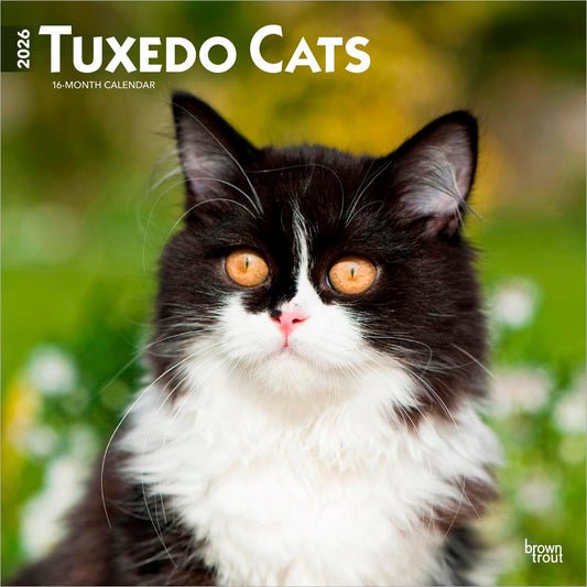 Tuxedo Cats | 2026 12 x 24 Inch (Hanging) Monthly Square Wall Calendar