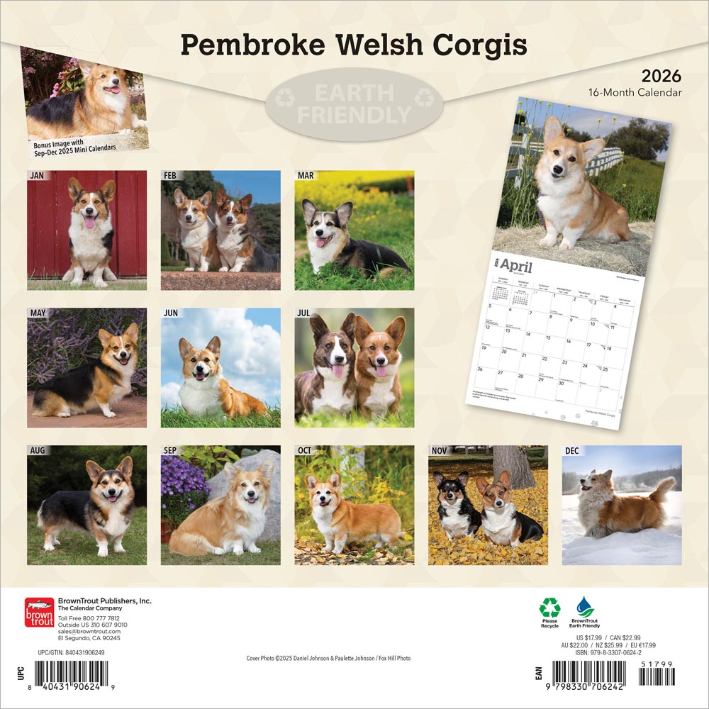 Pembroke Welsh Corgis | 2026 12 x 24 Inch (Hanging) Monthly Square Wall Calendar