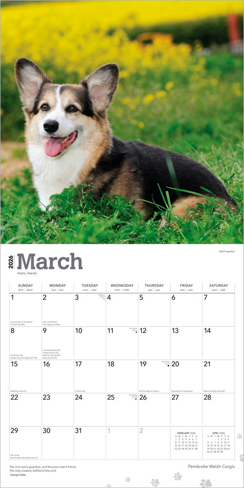 Pembroke Welsh Corgis | 2026 12 x 24 Inch (Hanging) Monthly Square Wall Calendar