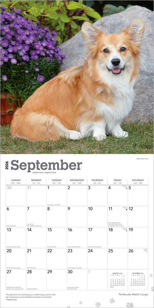 Pembroke Welsh Corgis | 2026 12 x 24 Inch (Hanging) Monthly Square Wall Calendar