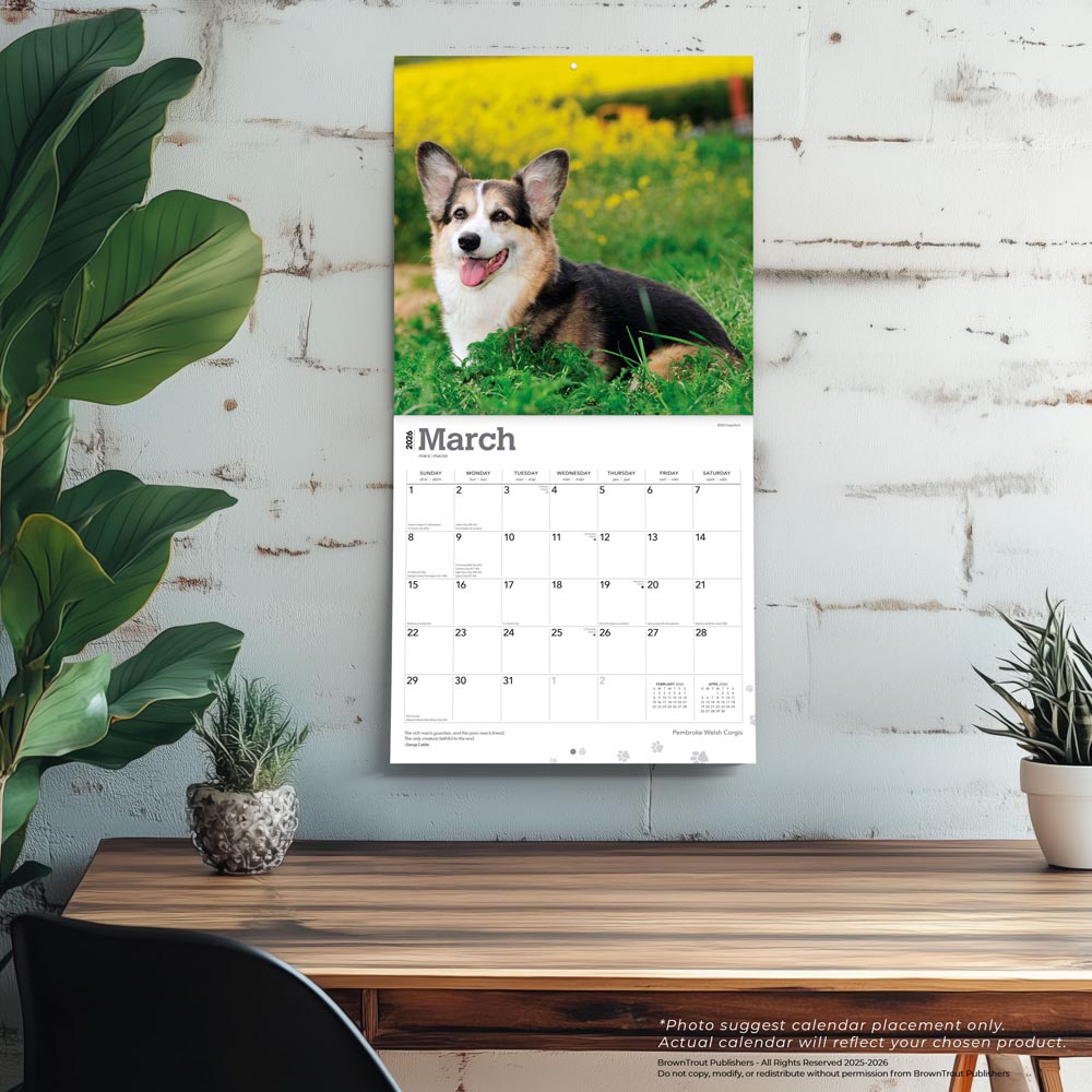 Pembroke Welsh Corgis | 2026 12 x 24 Inch (Hanging) Monthly Square Wall Calendar