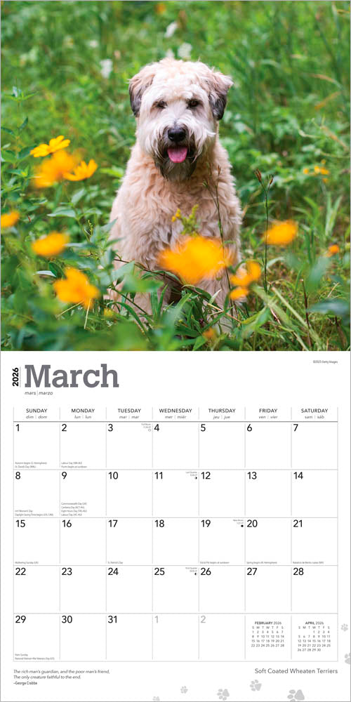 Soft Coated Wheaten Terriers | 2026 12 x 24 Inch (Hanging) Monthly Square Wall Calendar