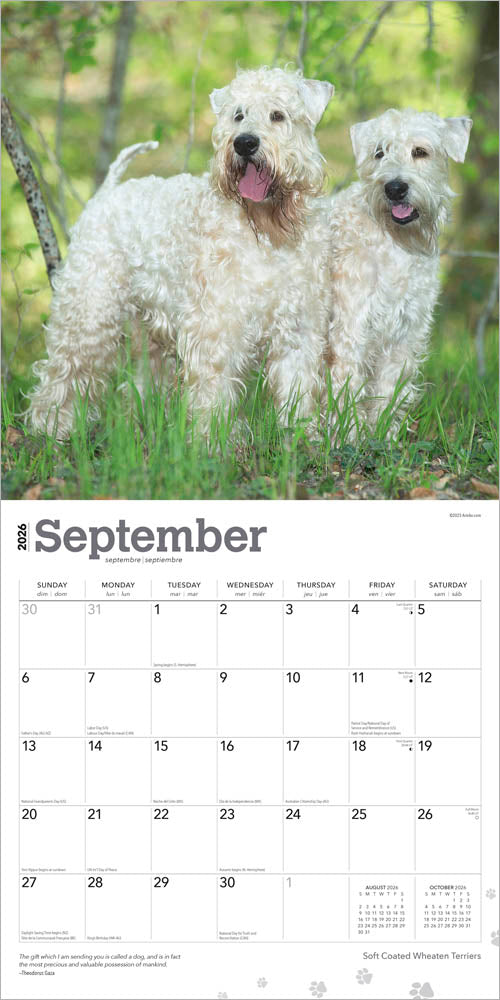 Soft Coated Wheaten Terriers | 2026 12 x 24 Inch (Hanging) Monthly Square Wall Calendar