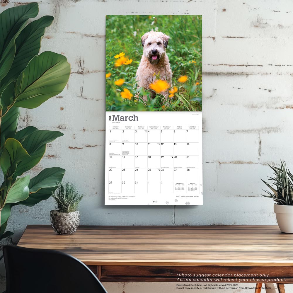 Soft Coated Wheaten Terriers | 2026 12 x 24 Inch (Hanging) Monthly Square Wall Calendar