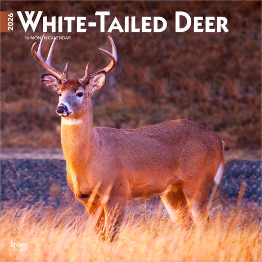 White Tailed Deer | 2026 12 x 24 Inch (Hanging) Monthly Square Wall Calendar