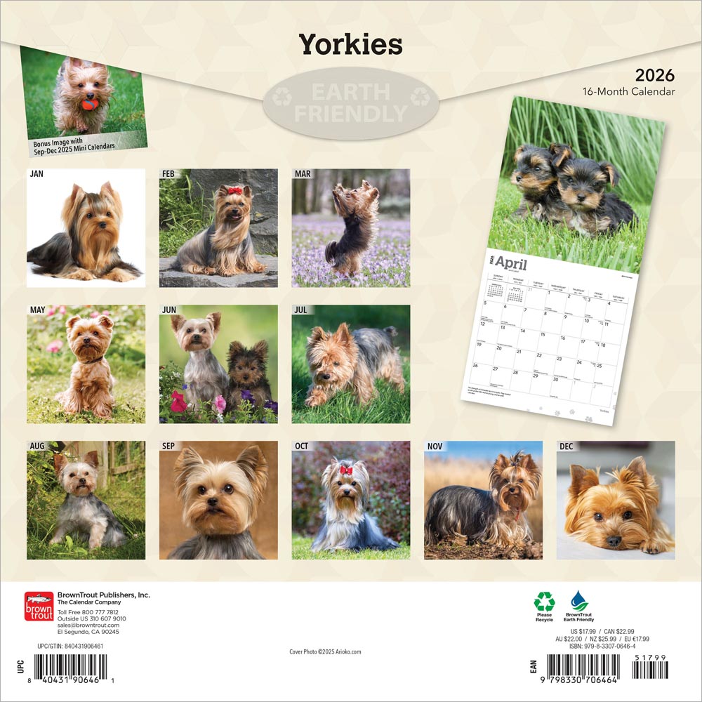 Yorkshire Terriers | 2026 12 x 24 Inch (Hanging) Monthly Square Wall Calendar