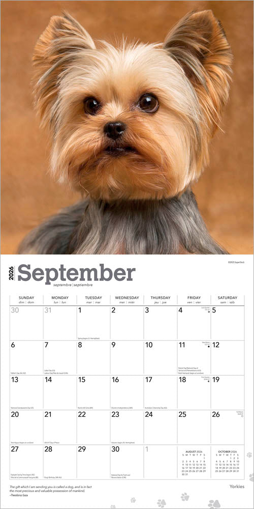 Yorkshire Terriers | 2026 12 x 24 Inch (Hanging) Monthly Square Wall Calendar