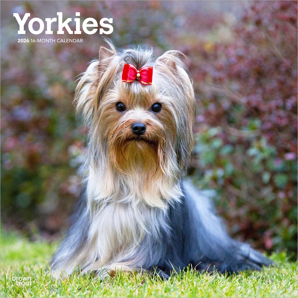 Yorkshire Terriers | 2026 12 x 24 Inch (Hanging) Monthly Square Wall Calendar