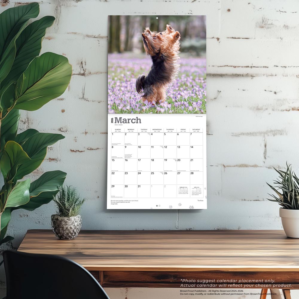Yorkshire Terriers | 2026 12 x 24 Inch (Hanging) Monthly Square Wall Calendar