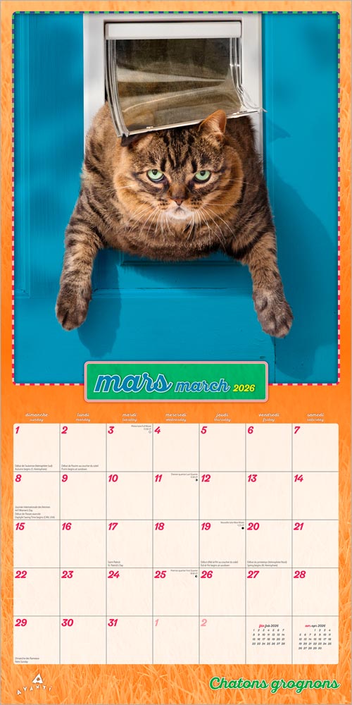 Avanti Chatons Grognons OFFICIEL | 2026 12 x 24 Inch (Hanging) Monthly Square Wall Calendar | French Language