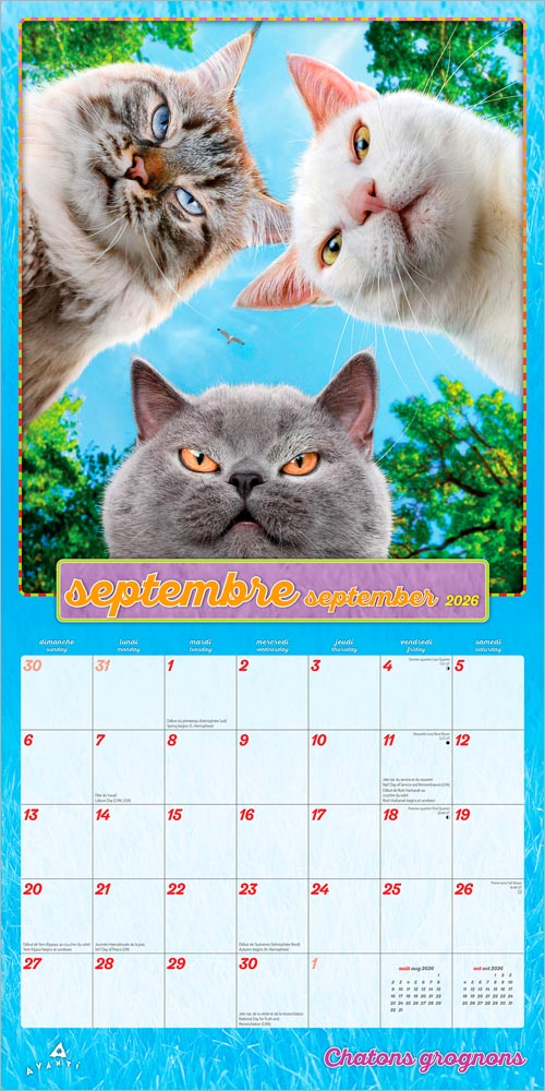 Avanti Chatons Grognons OFFICIEL | 2026 12 x 24 Inch (Hanging) Monthly Square Wall Calendar | French Language