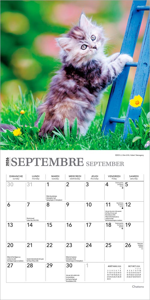 Chatons | 2026 7 x 14 Inch (Hanging) Monthly Mini Wall Calendar | French Language