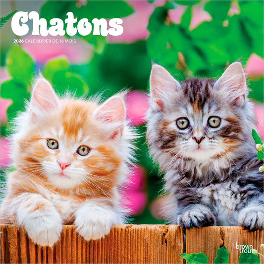 Chatons | 2026 12 x 24 Inch (Hanging) Monthly Square Wall Calendar | French Language