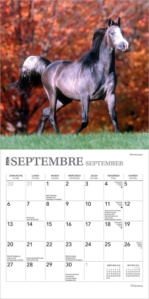 Chevaux | 2026 7 x 14 Inch (Hanging) Monthly Mini Wall Calendar | French Language