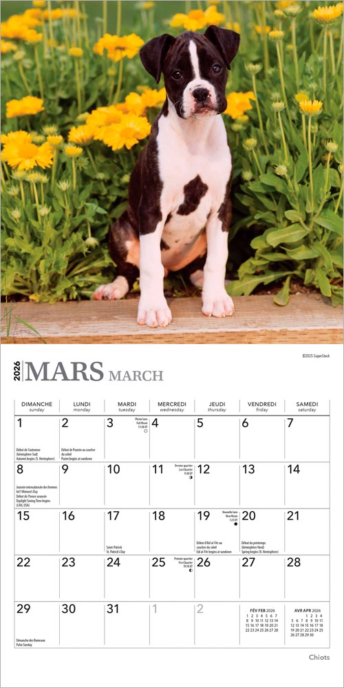 Chiots | 2026 7 x 14 Inch (Hanging) Monthly Mini Wall Calendar | French Language