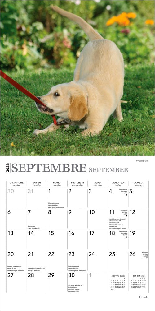 Chiots | 2026 7 x 14 Inch (Hanging) Monthly Mini Wall Calendar | French Language