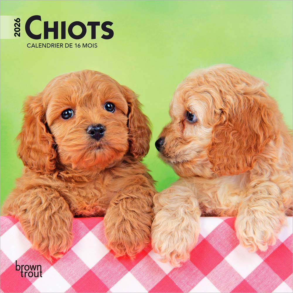 Chiots | 2026 7 x 14 Inch (Hanging) Monthly Mini Wall Calendar | French Language