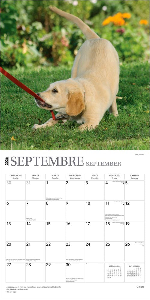 Chiots | 2026 12 x 24 Inch (Hanging) Monthly Square Wall Calendar | French Language