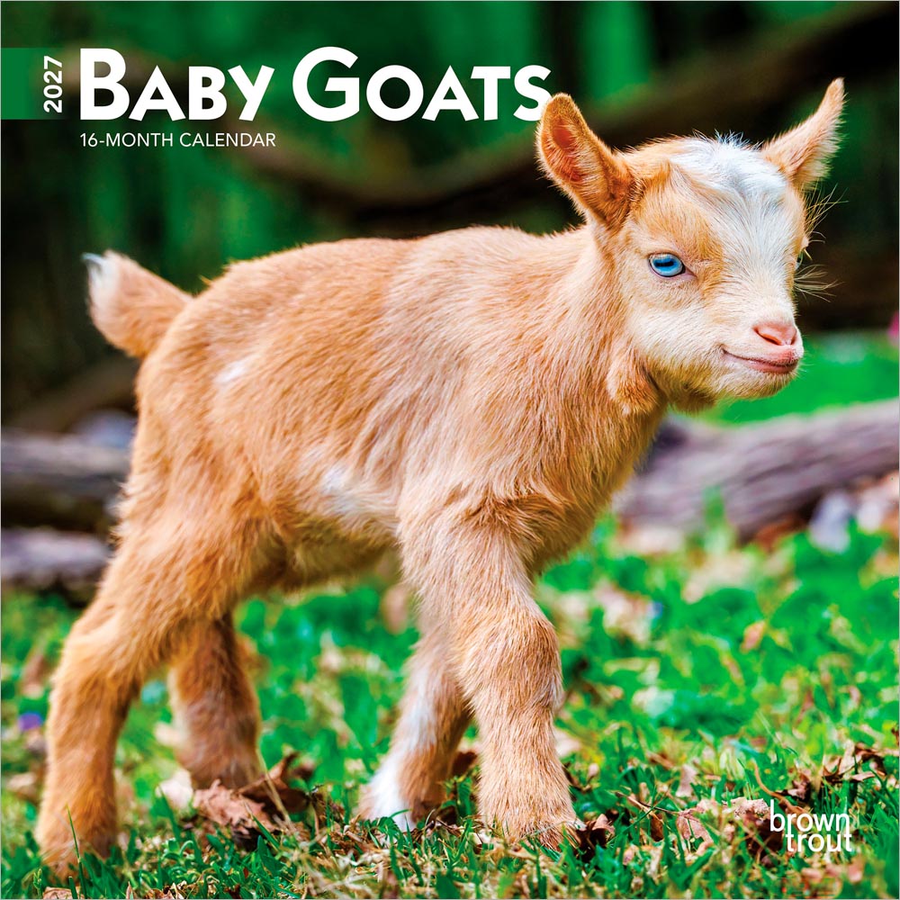 Baby Goats | 2027 7 x 14 Inch (Hanging) Monthly Mini Wall Calendar