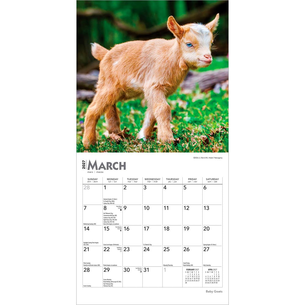 Baby Goats | 2027 7 x 14 Inch (Hanging) Monthly Mini Wall Calendar
