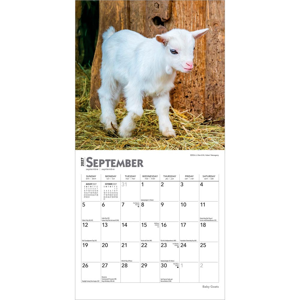 Baby Goats | 2027 7 x 14 Inch (Hanging) Monthly Mini Wall Calendar
