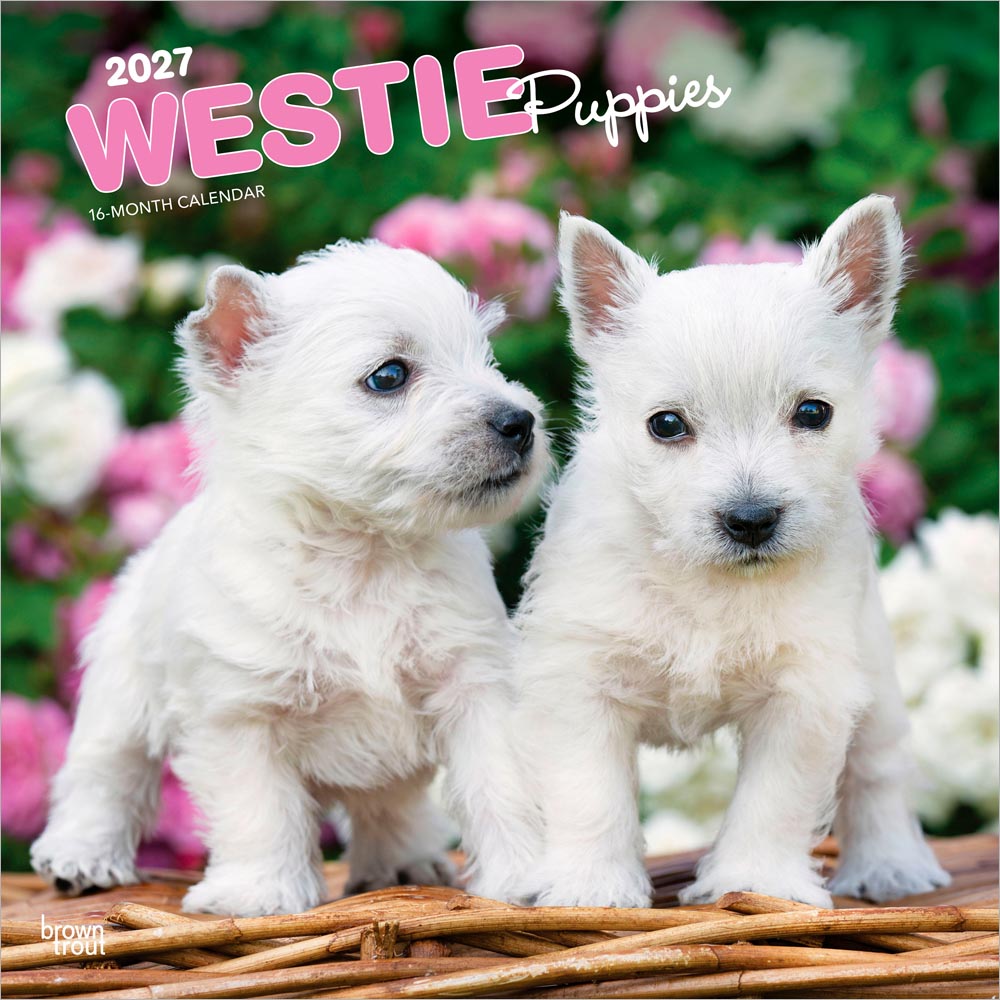 West Highland White Terrier Puppies | 2027 12 x 24 Inch (Hanging) Monthly Square Wall Calendar