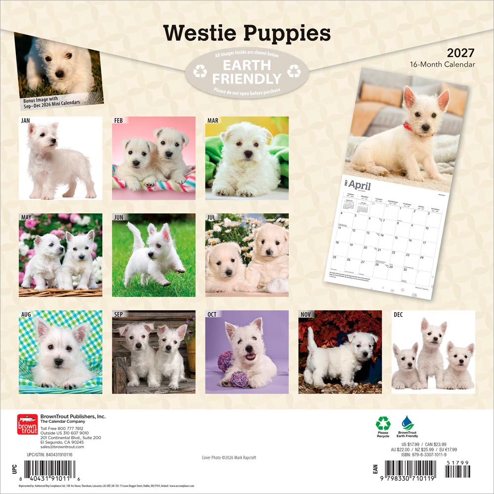 West Highland White Terrier Puppies | 2027 12 x 24 Inch (Hanging) Monthly Square Wall Calendar