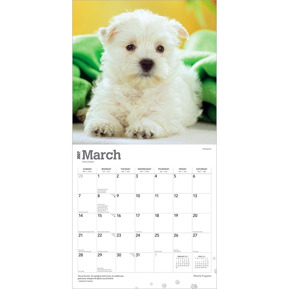 West Highland White Terrier Puppies | 2027 12 x 24 Inch (Hanging) Monthly Square Wall Calendar