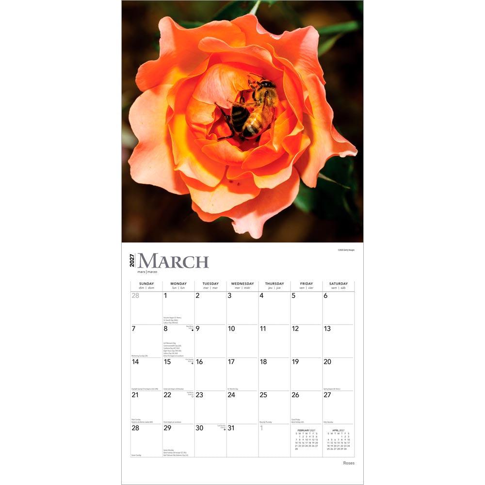Roses | 2027 12 x 24 Inch (Hanging) Monthly Square Wall Calendar