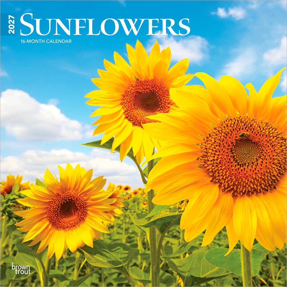 Sunflowers | 2027 12 x 24 Inch (Hanging) Monthly Square Wall Calendar