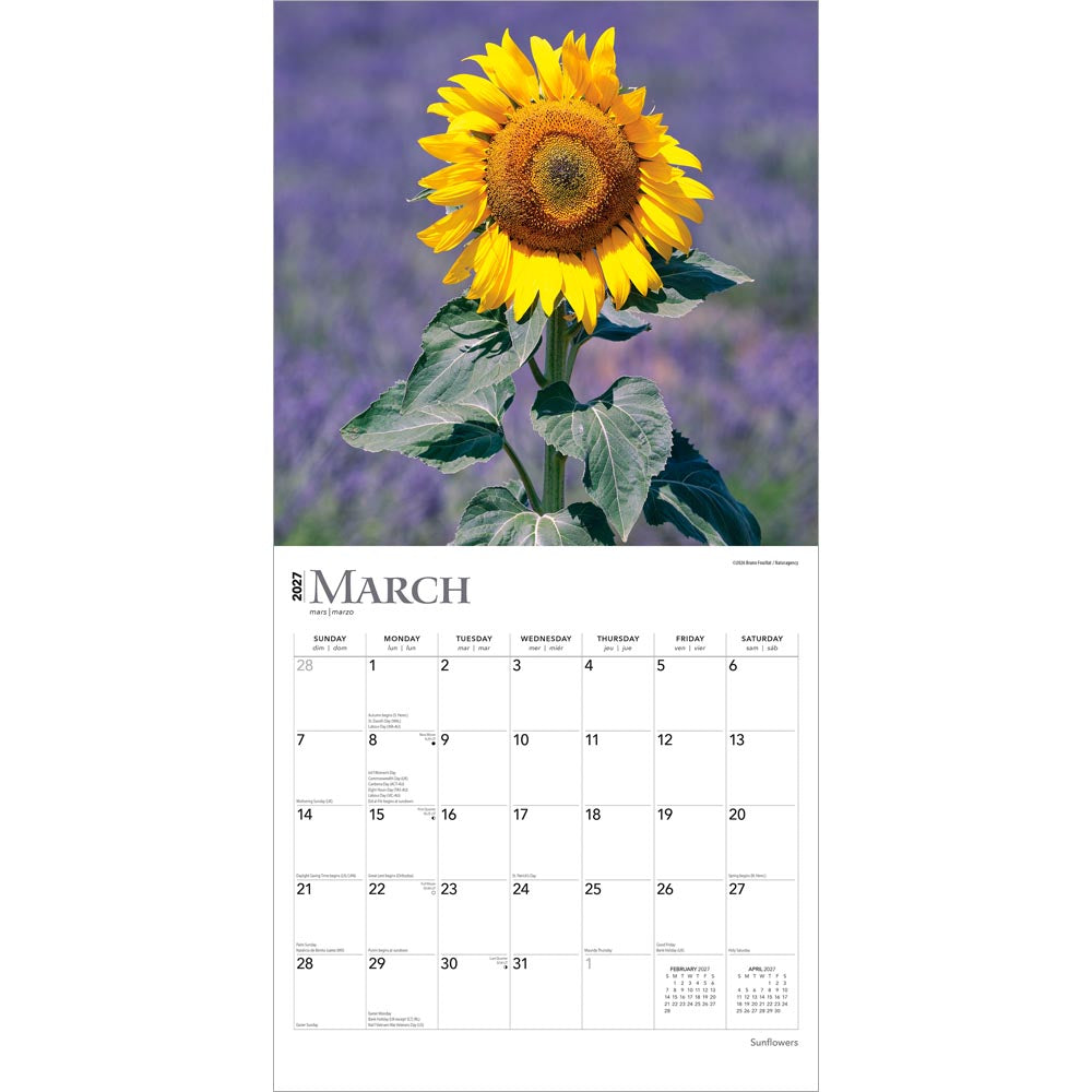 Sunflowers | 2027 12 x 24 Inch (Hanging) Monthly Square Wall Calendar