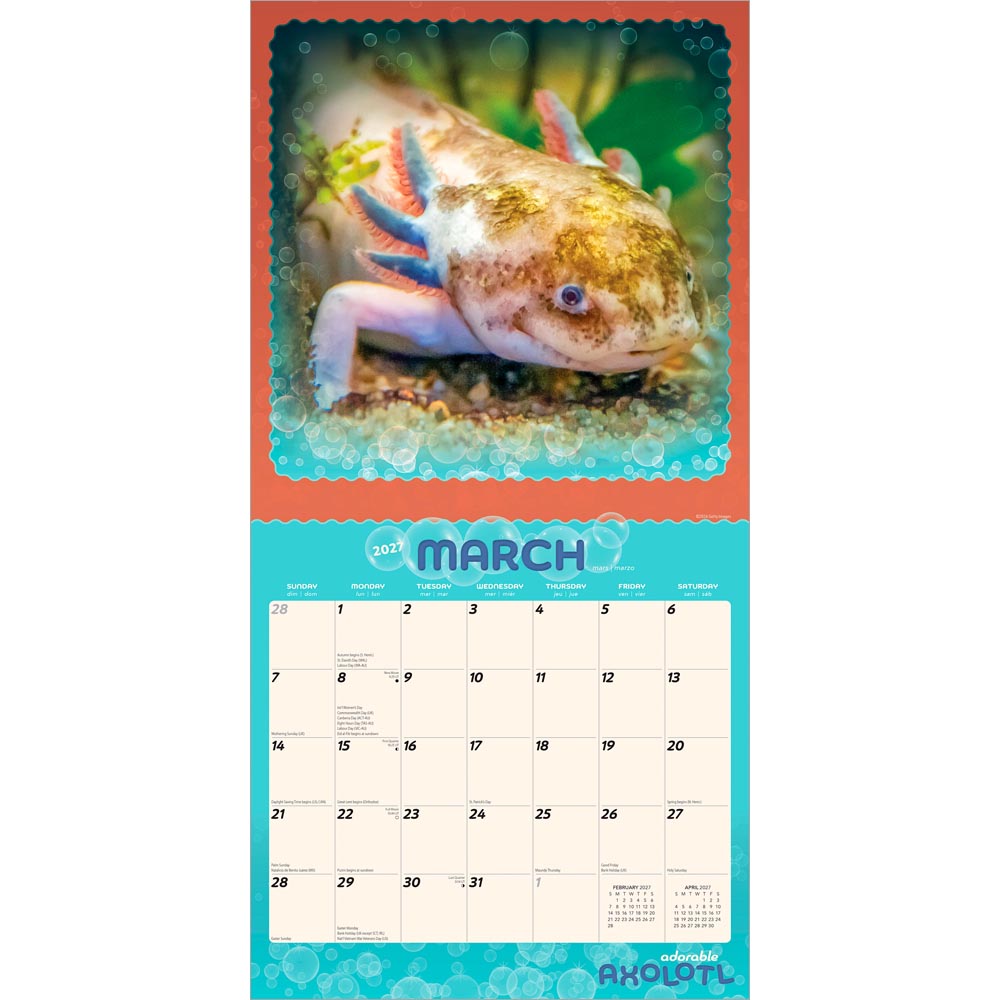 Adorable Axolotl | 2027 12 x 24 Inch (Hanging) Monthly Square Wall Calendar