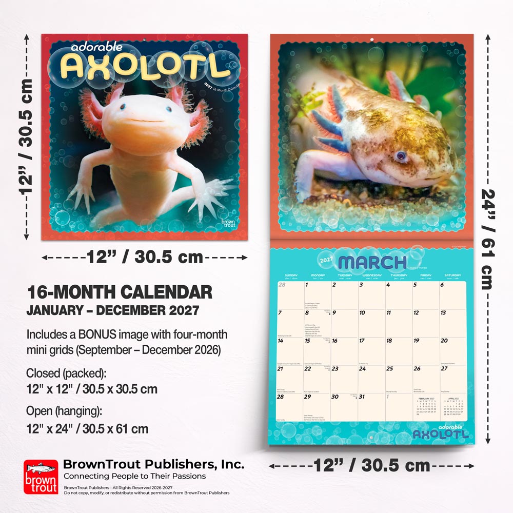Adorable Axolotl | 2027 12 x 24 Inch (Hanging) Monthly Square Wall Calendar